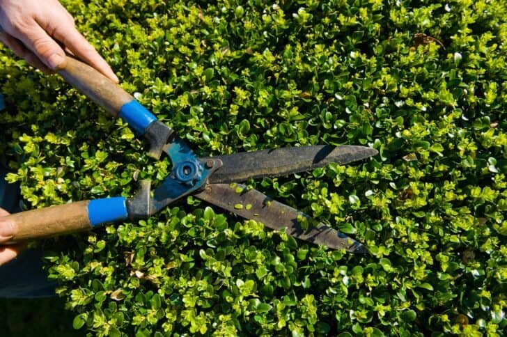 Wheeled String Trimmer: Full Guide to Uses and Buying Tips