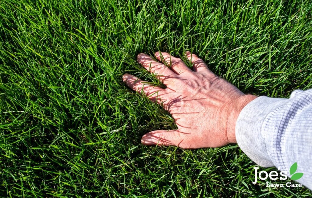 Must Have Garden Tools: Complete Guide, Uses, and Buying Tips