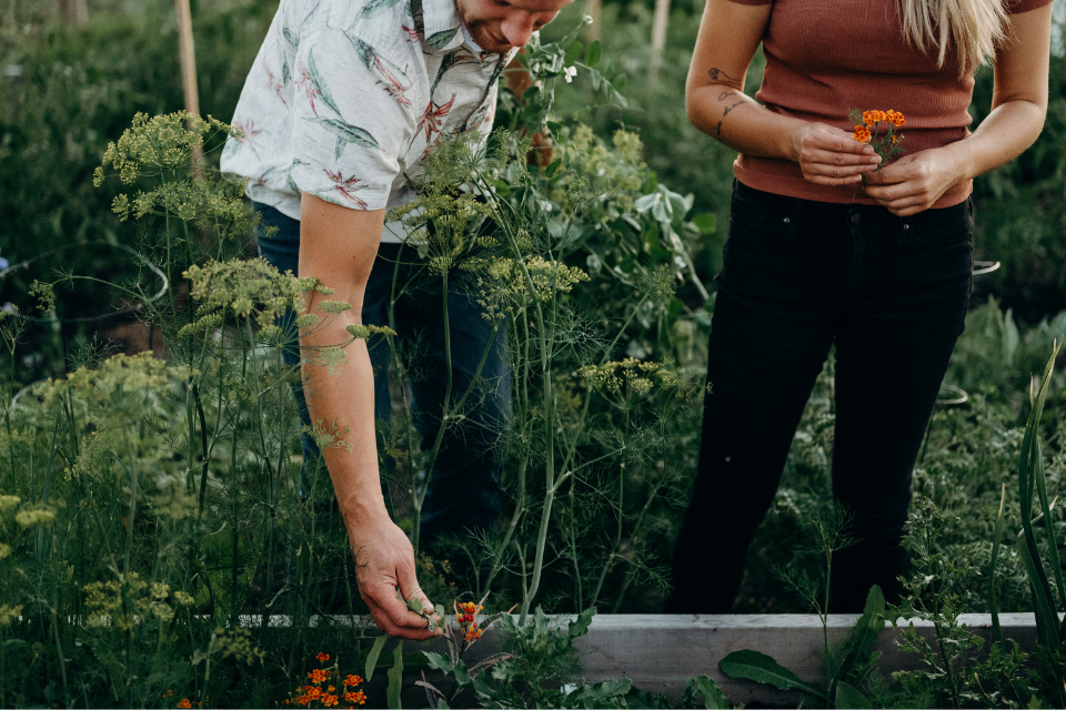 Raised Bed Gardening Tips for Healthier Plants and Bigger Harvests