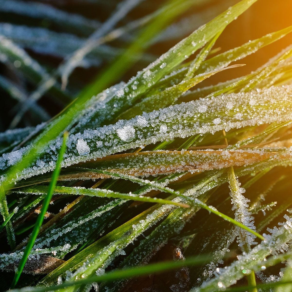 What Are Cool Season Grasses: Complete Step-by-Step Guide