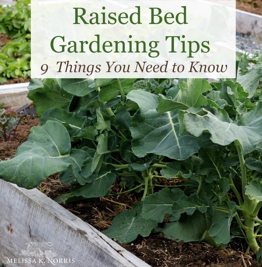 Raised Bed Gardening Tips for Healthier Plants and Bigger Harvests