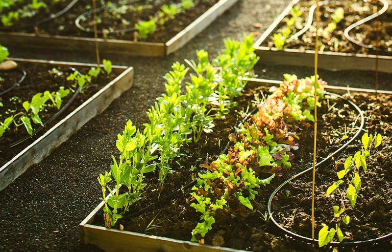 Raised Bed Gardening Tips for Healthier Plants and Bigger Harvests