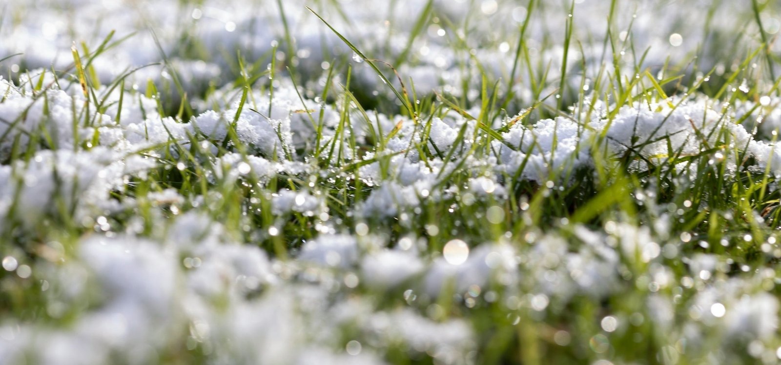 What Are Cool Season Grasses: Complete Step-by-Step Guide