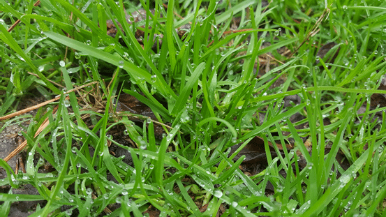Lawn Weed Identification: The Complete Guide