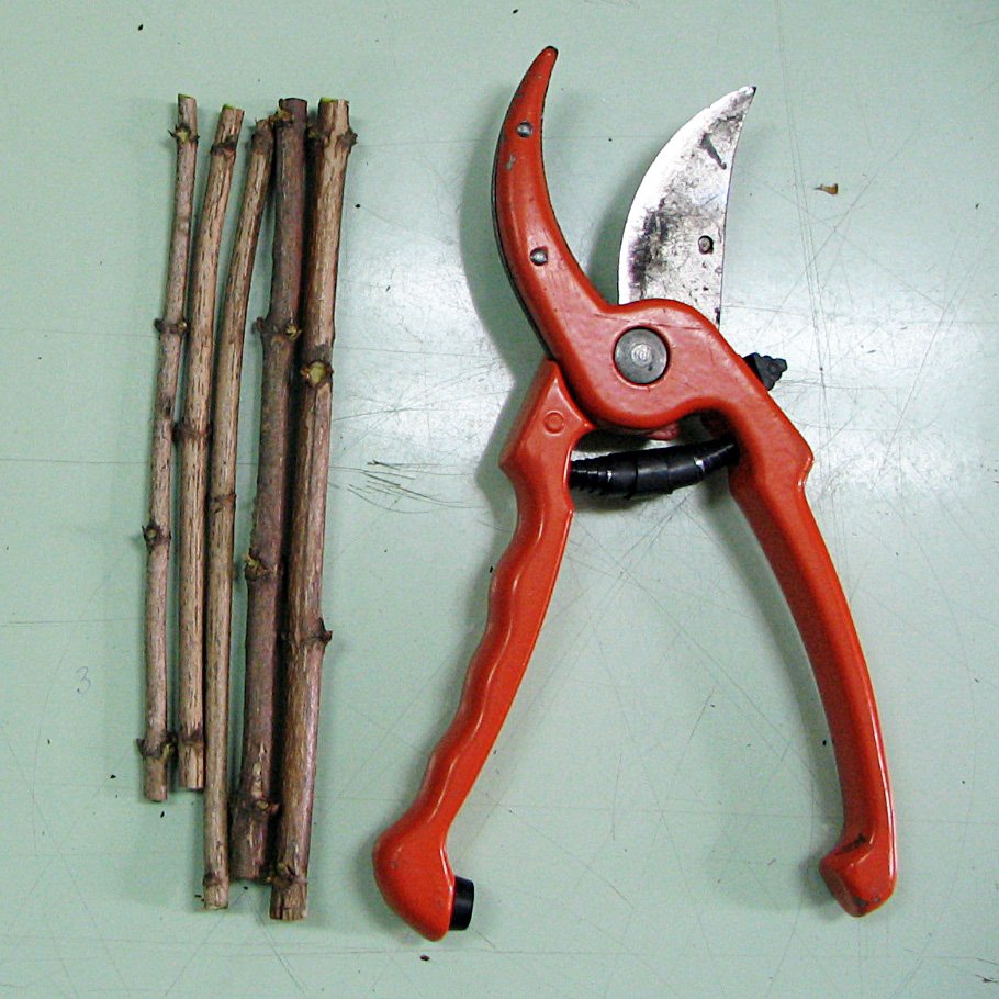 Bypass pruning shears next to hardwood stem cuttings