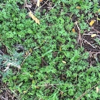 Lawn Weed Identification: The Complete Guide