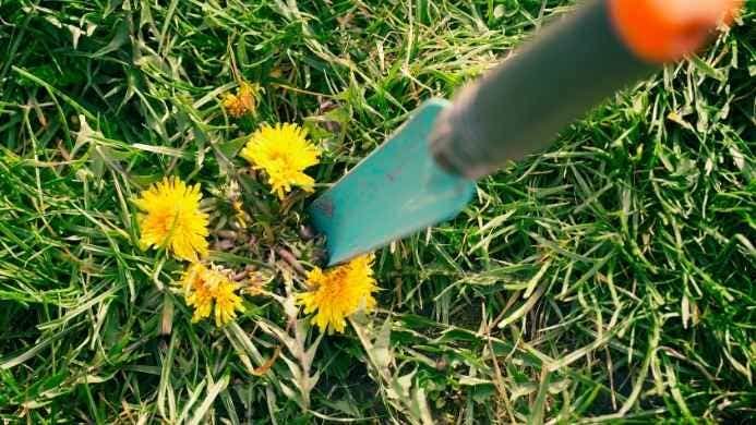 Dandelions In Lawn: A Complete Guide