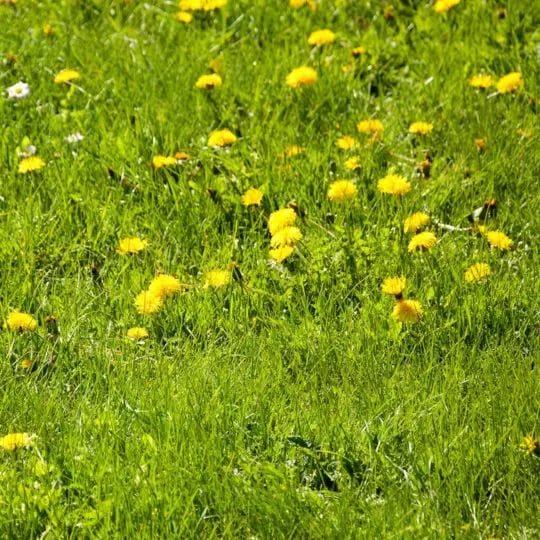 Dandelions In Lawn: A Complete Guide