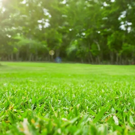 Lawn Care Tips For Beginners: Complete Guide