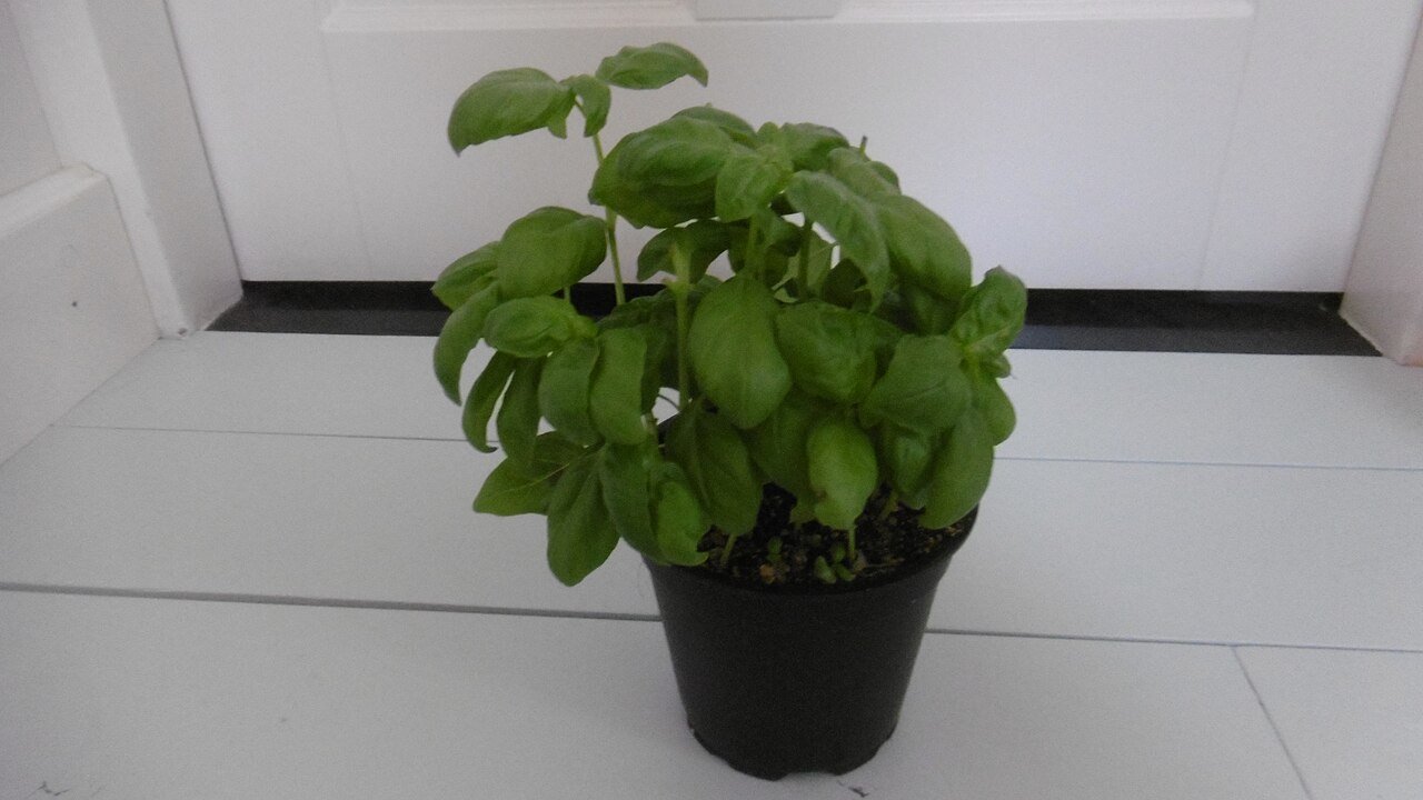 Basil plant growing in a container, suitable for an herb garden