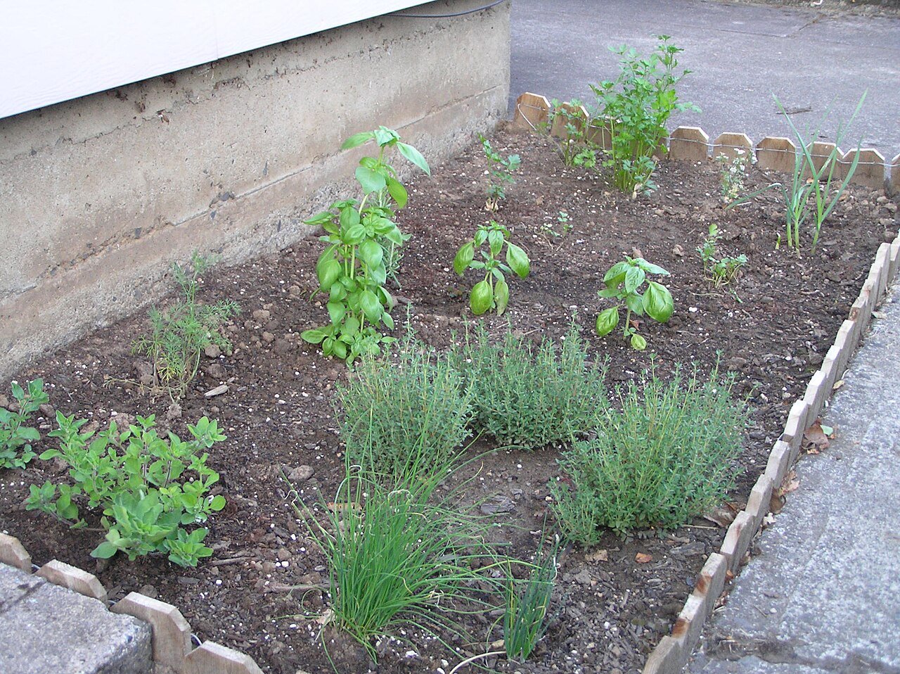 Mixed herb garden with basil, rosemary, parsley, oregano and thyme