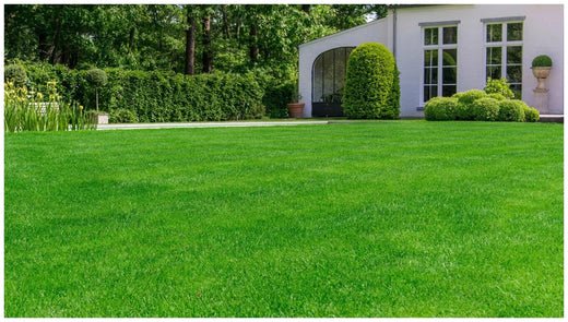 What Are Cool Season Grasses: Complete Step-by-Step Guide