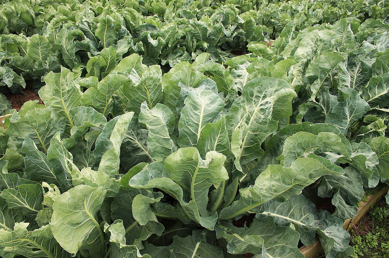 Leafy greens growing in a raised garden bed