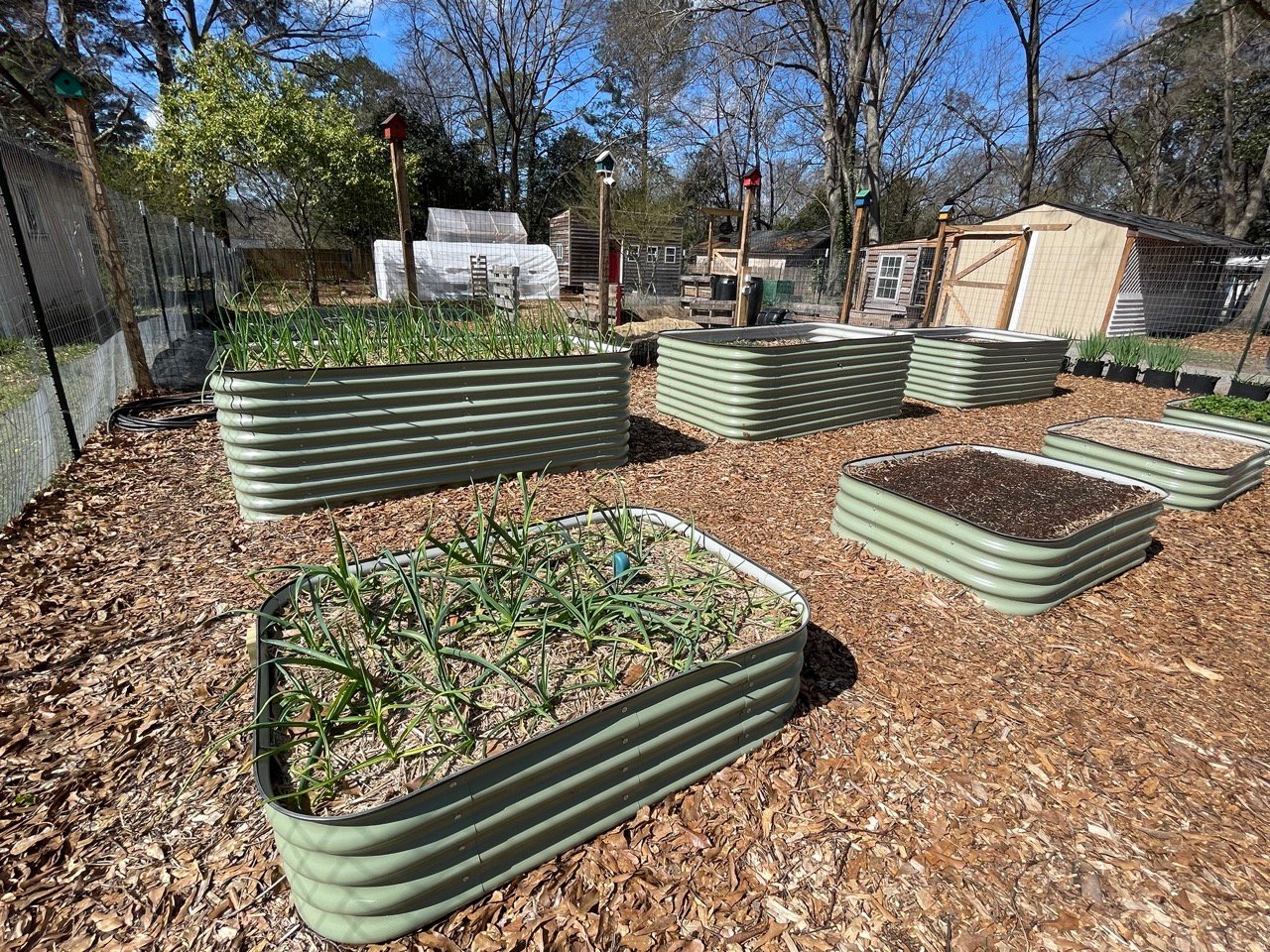 Raised metal garden beds planted with green onions and garlic