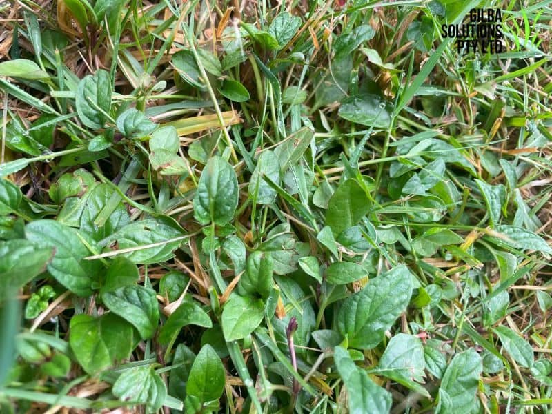 Lawn Weed Identification: The Complete Guide