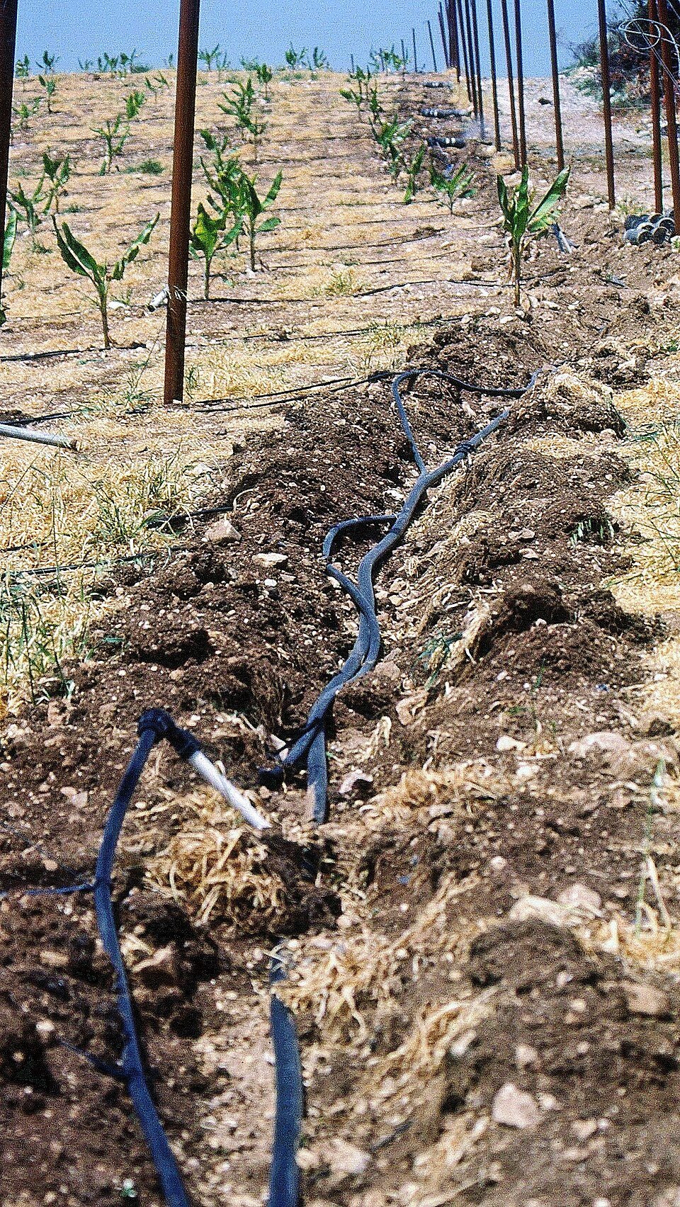 Soaker hose irrigation being laid along rows of an orchard