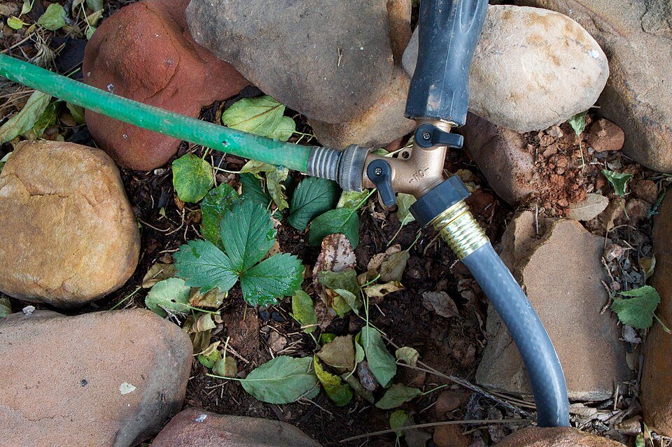 Garden hose splitter and tubing connected to a garden watering system