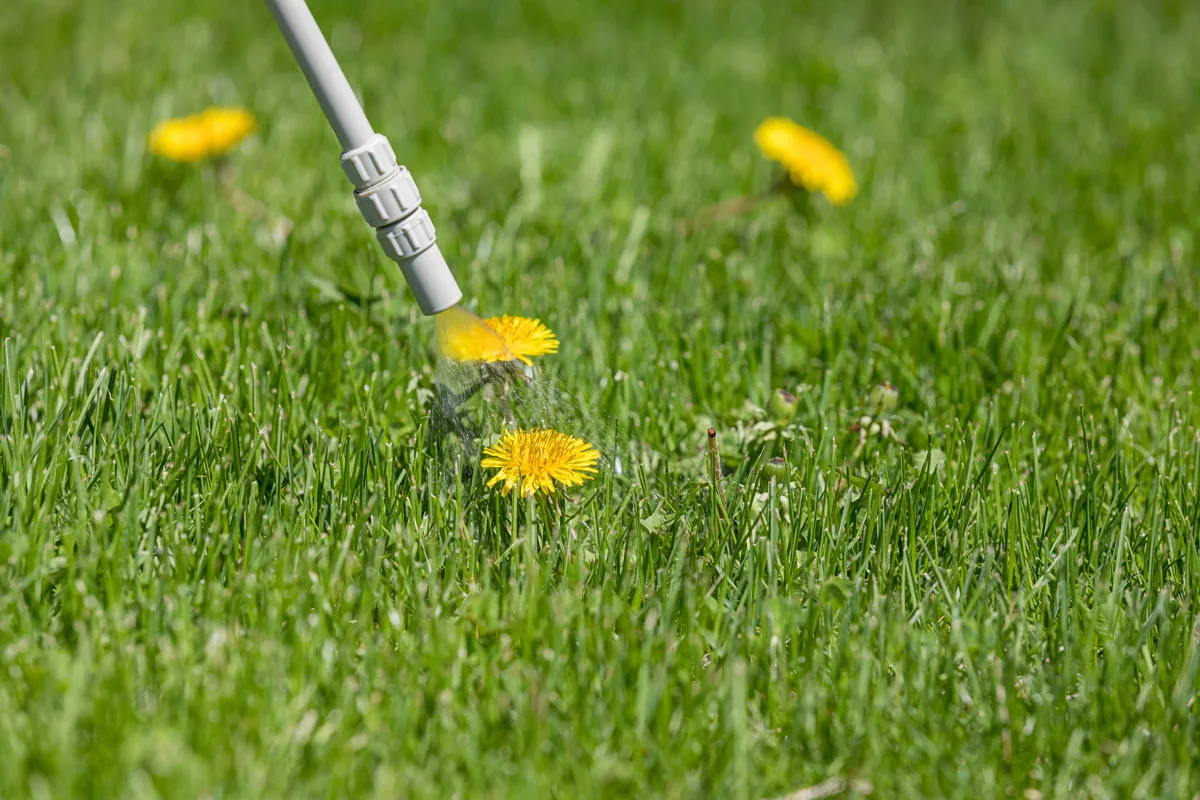 Dandelions In Lawn: A Complete Guide