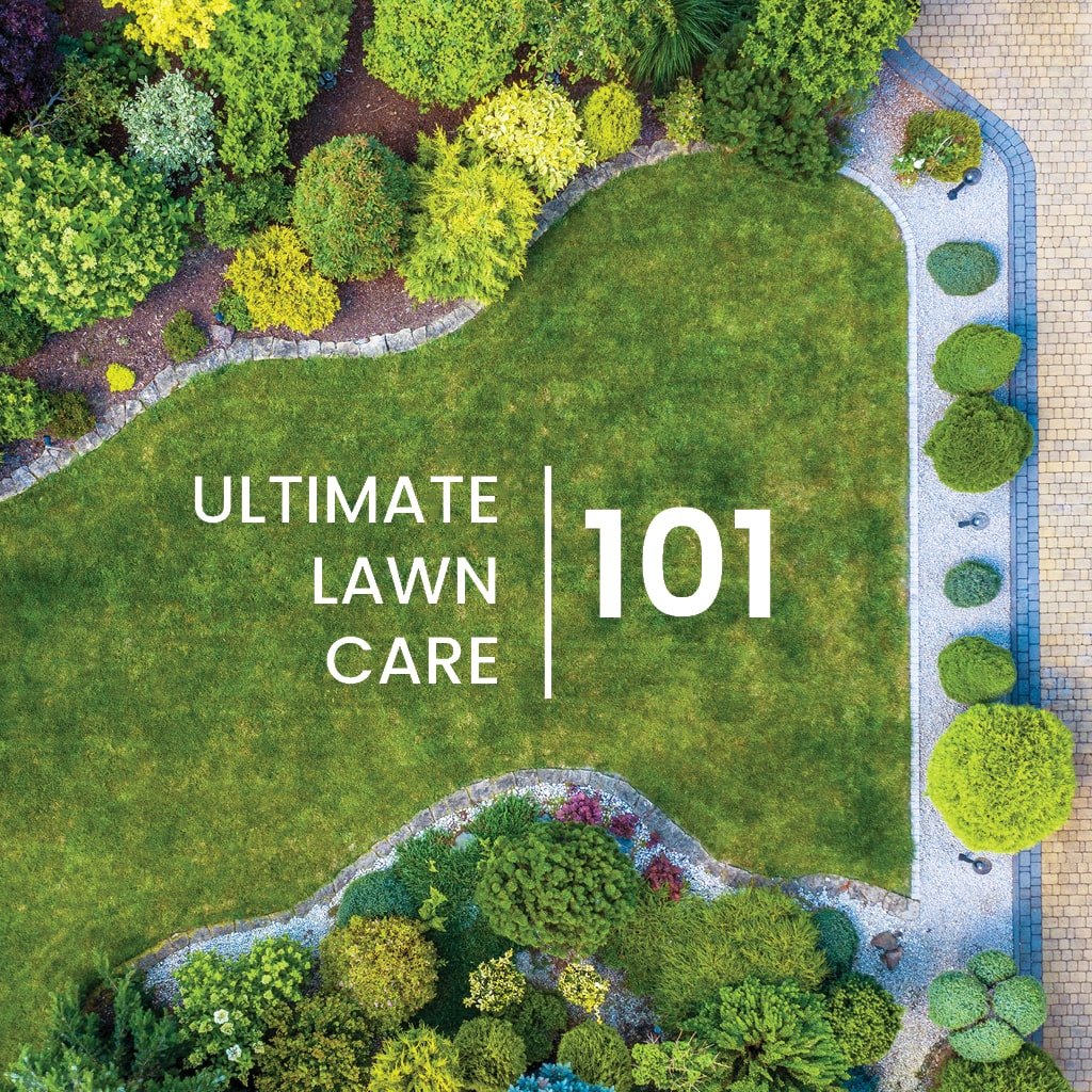 Lawn Care Tips For Beginners: Complete Guide