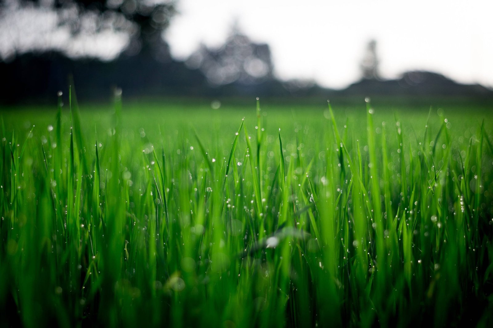 What Are Cool Season Grasses: Complete Step-by-Step Guide