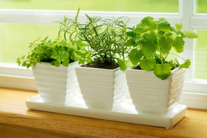 How to Grow an Herb Garden: A Beginner’s Guide to Fresh Herbs at Home