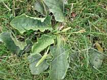 Lawn Weed Identification: The Complete Guide