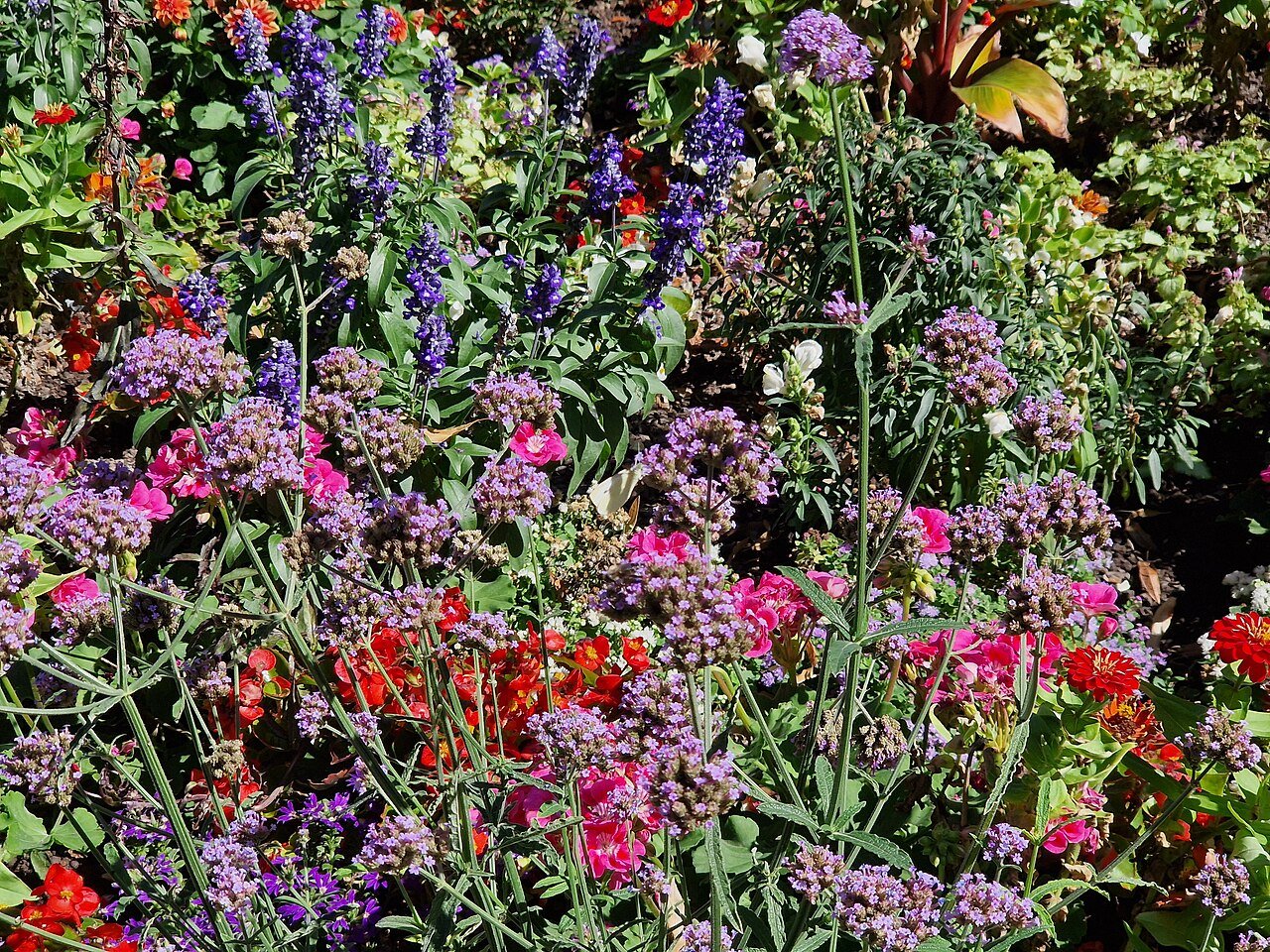 Colorful flowers growing together in a landscaped garden bed