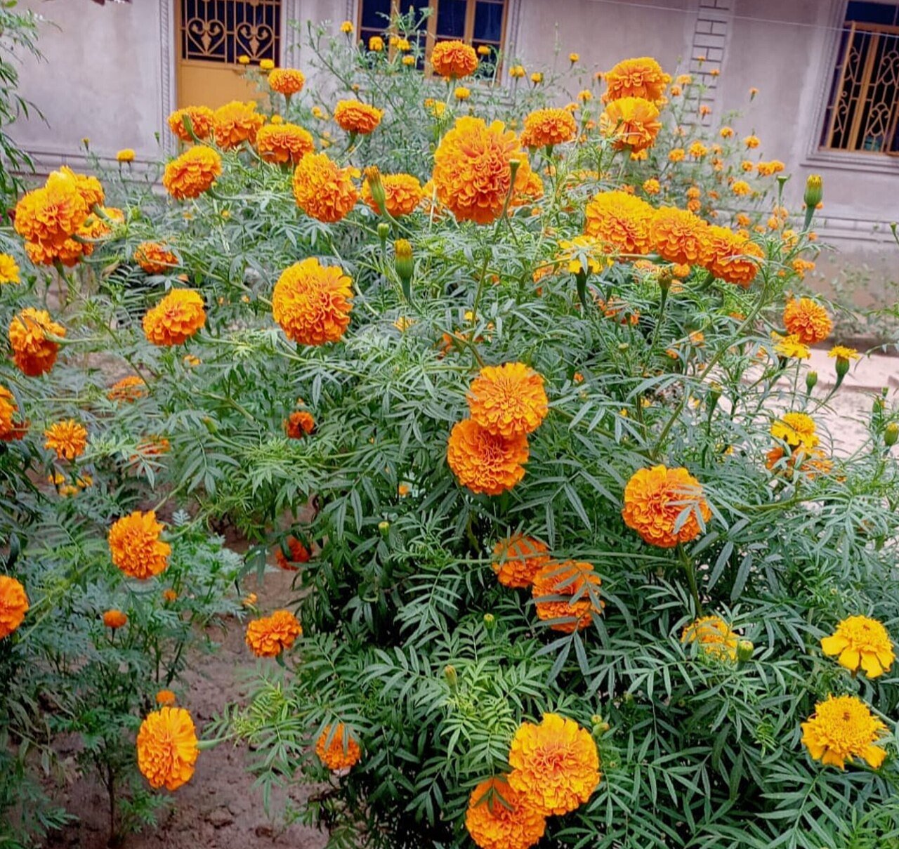 Marigold plants with colorful blossoms in a beginner flower garden