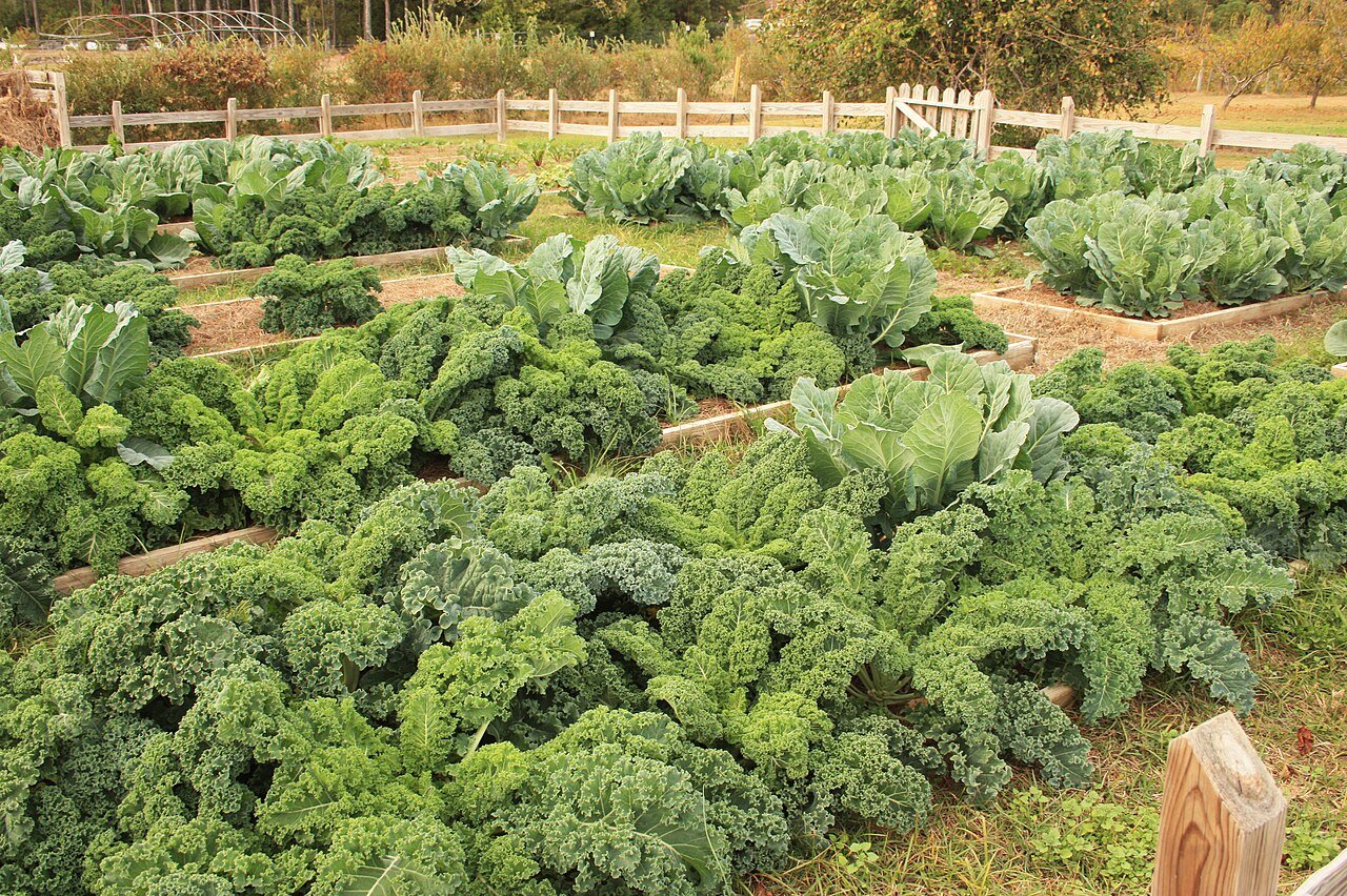 Kale and cabbage plants growing in beginner-friendly raised vegetable beds