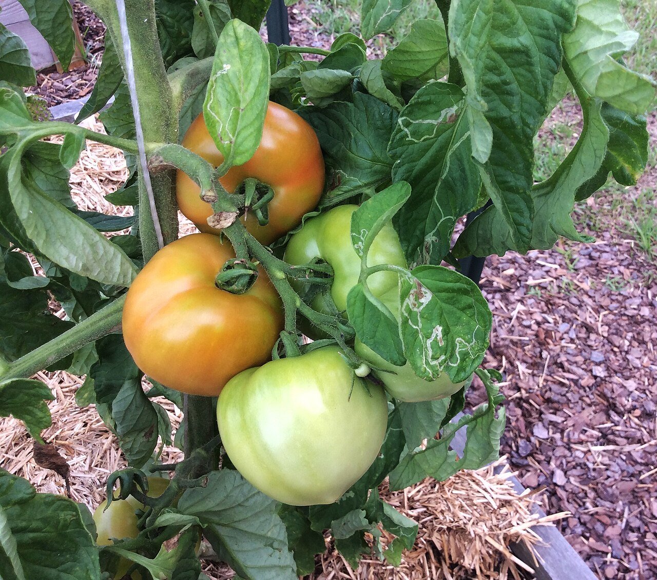 Tomato plants growing in a raised vegetable garden bed