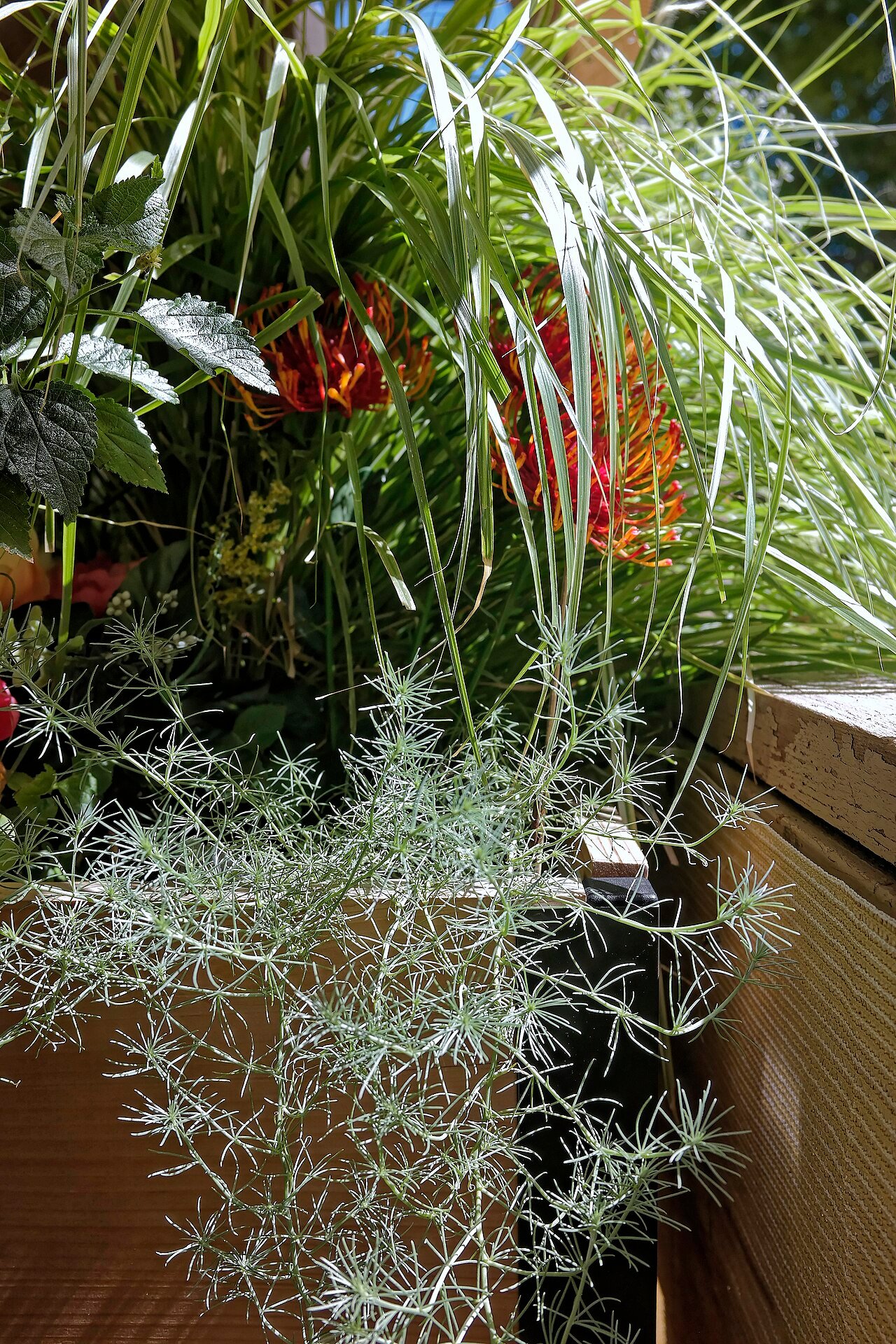 Small patio planter filled with different plants