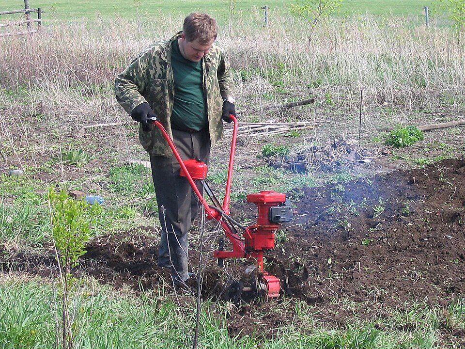 Operator using a motor tiller to cultivate garden soil