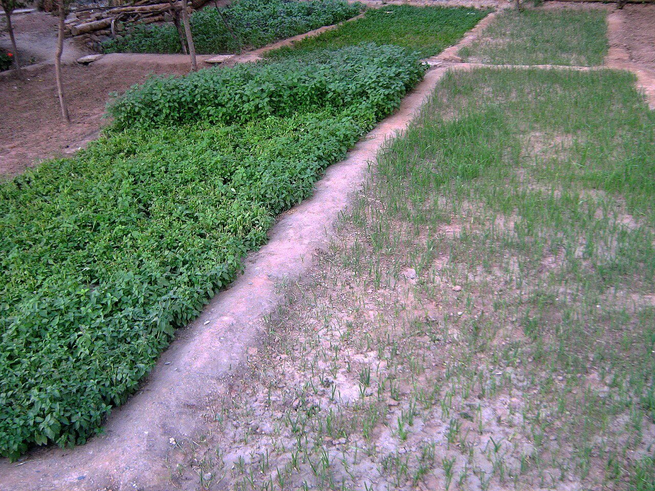 Small vegetable garden growing within a limited outdoor space