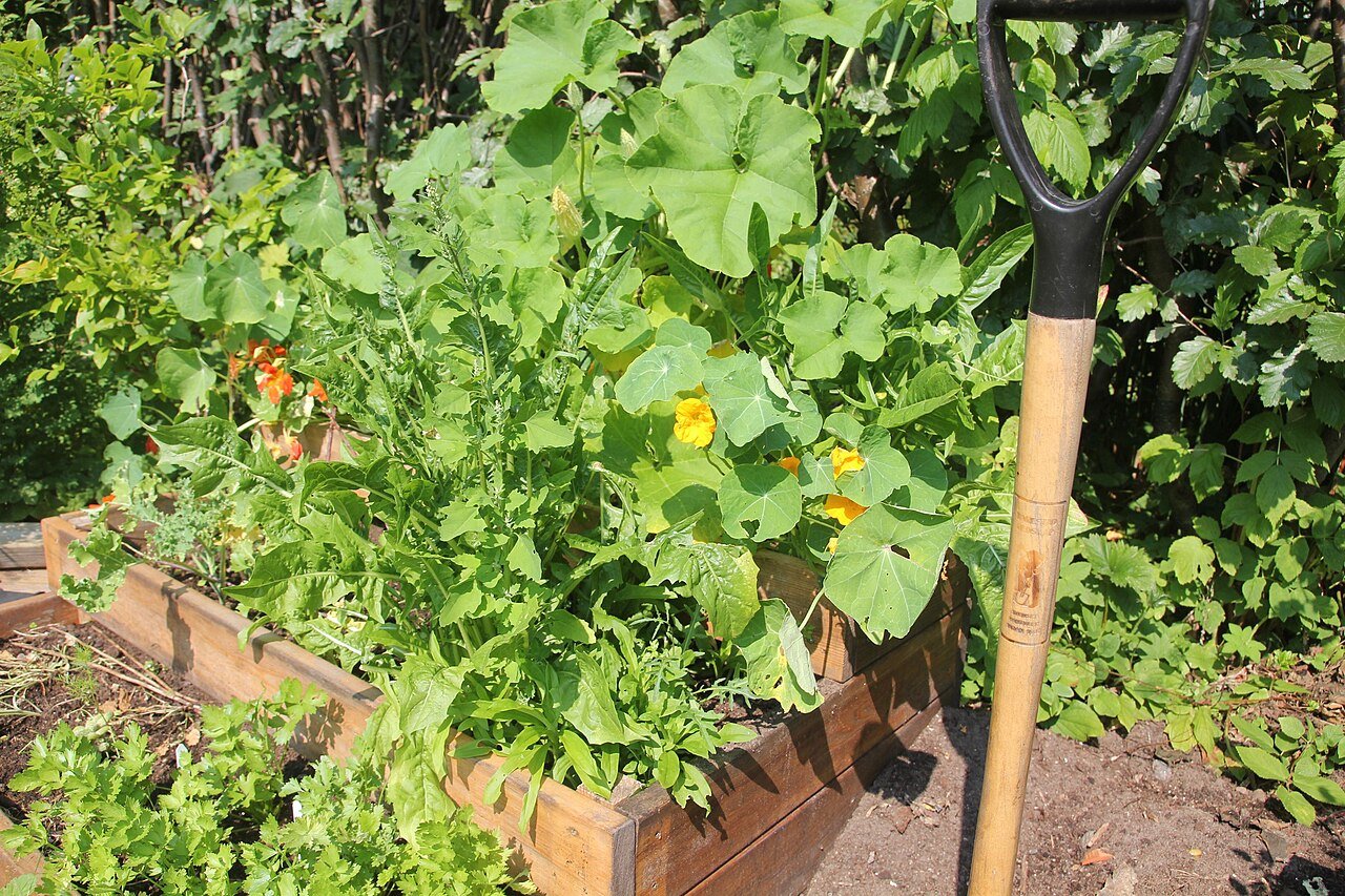 Raised vegetable garden bed prepared for growing vegetables
