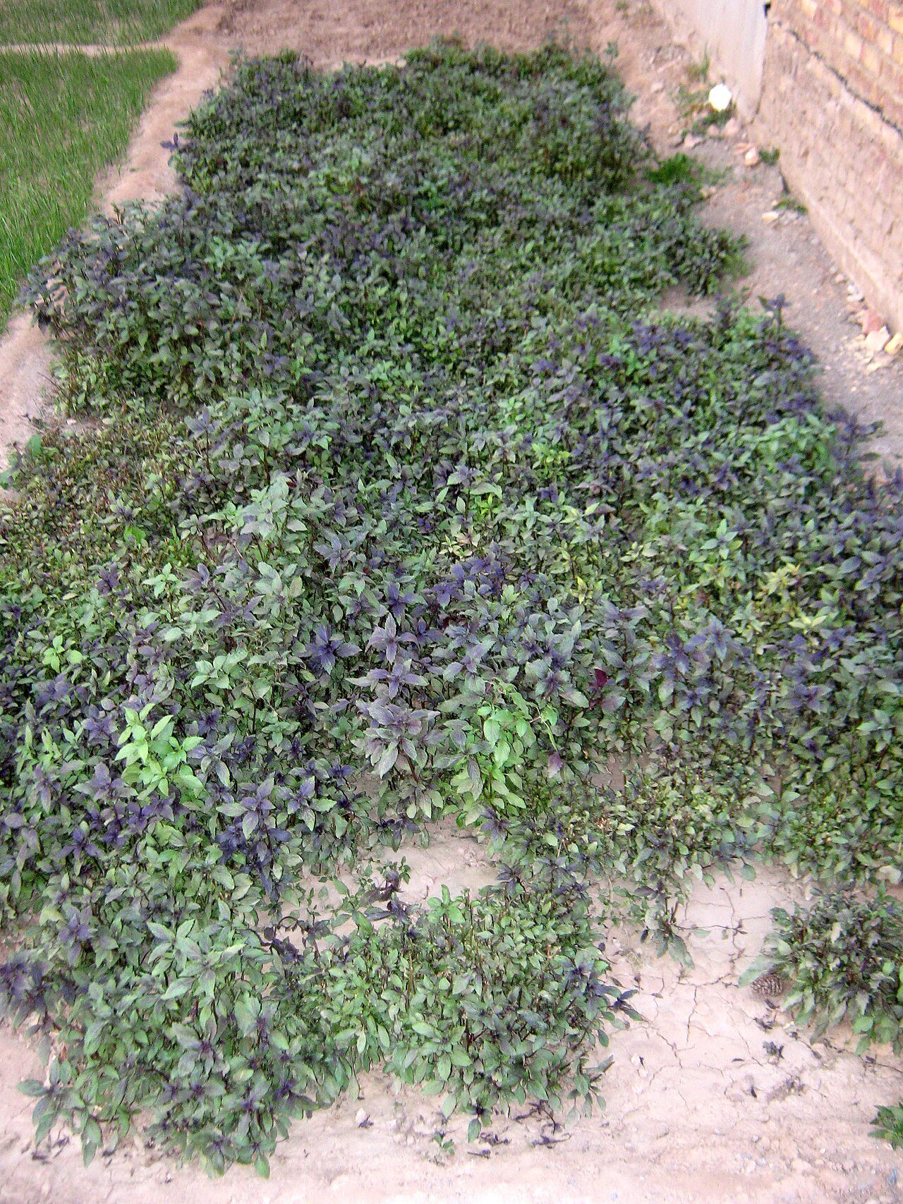 Vegetable plants in a small garden, illustrating compact planting ideas